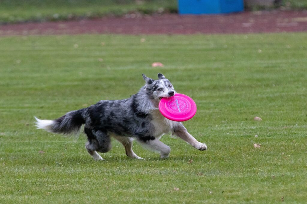 frisbee-4126277_1280