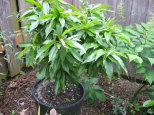 Dwarf Avocado Tree