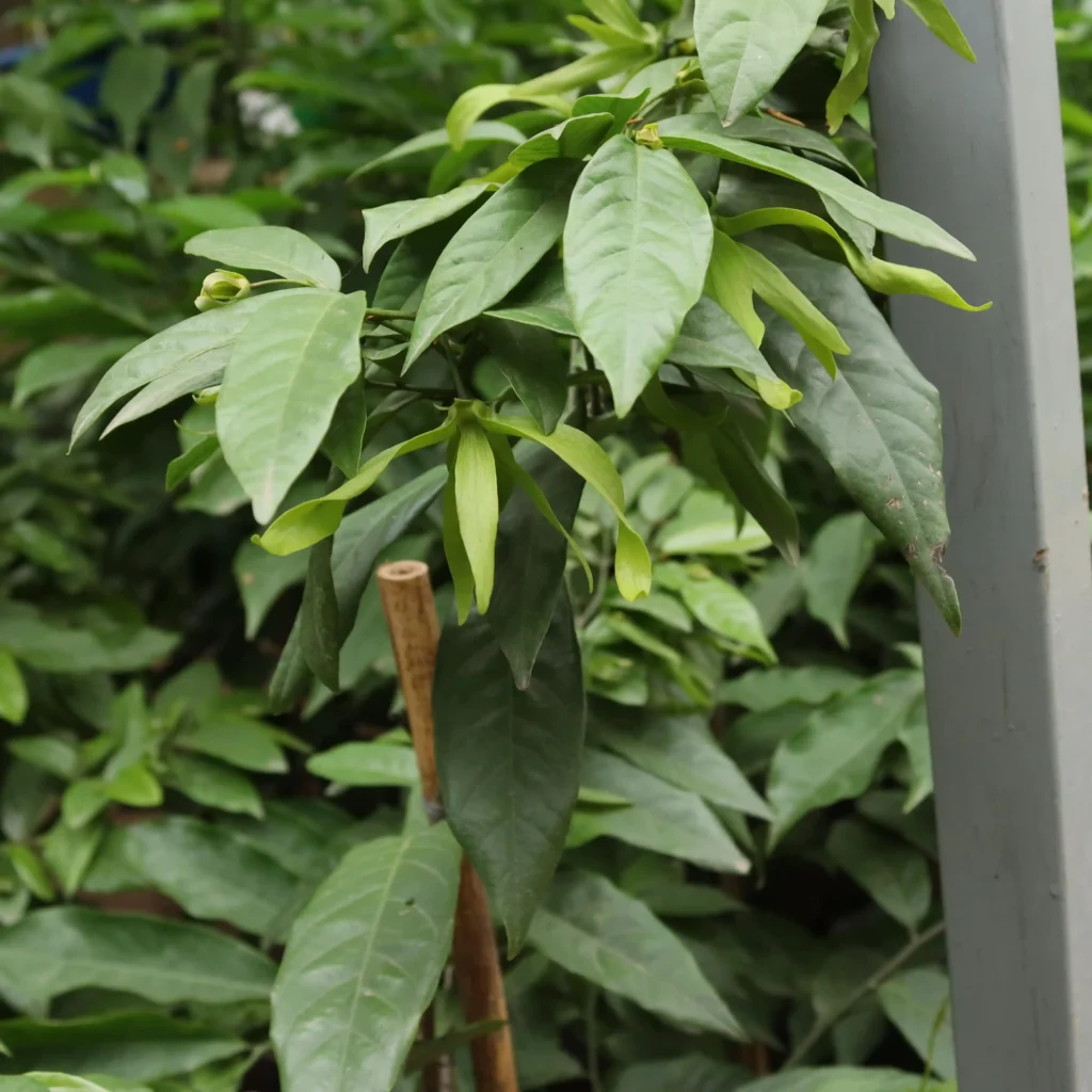 A Dwarf Avocados Tree A Dwarf Avocados Tree